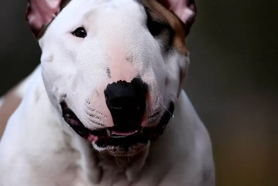 Bull Terrier - Najgroźniejsze Psy