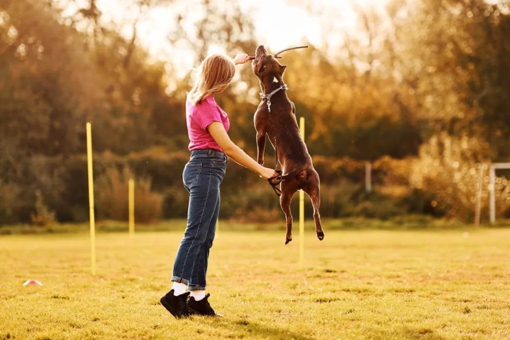 Jak kontynuować szkolenie psa po podstawowym szkoleniu